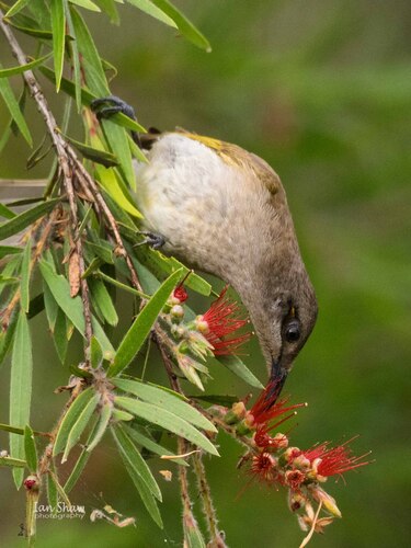 Brown Honeyeater