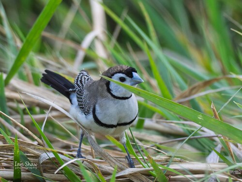 Double-barred Finch