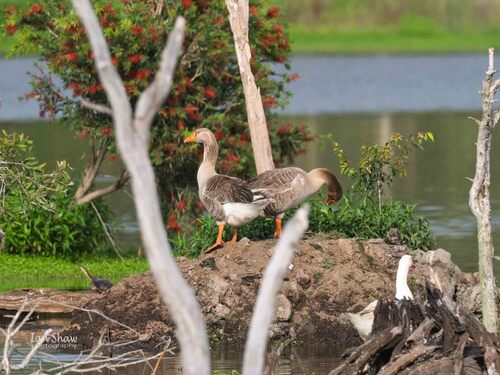Domestic Greylag Goose