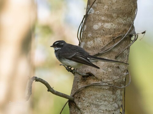 Grey Fantail