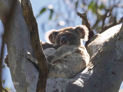 Koala