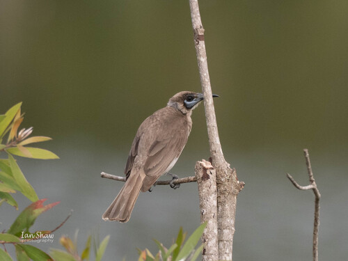 Little Friarbird