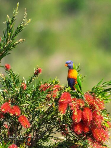Rainbow Lorikeet