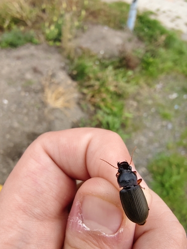 Strawberry Seed Beetle