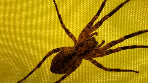 Mediterranean Spiny False Wolf Spider