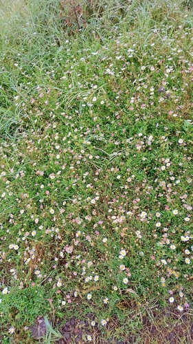 Mexican Fleabane