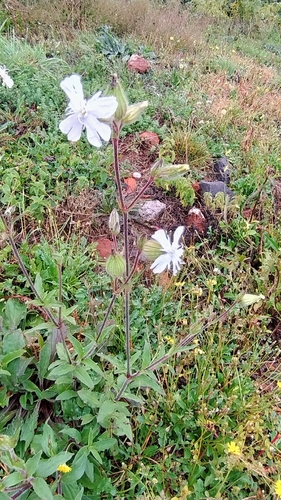 white campion