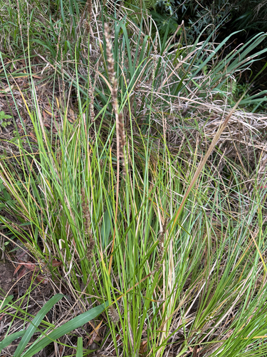 Southern Cutty Sedge