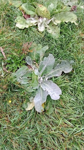Hoary Mullein