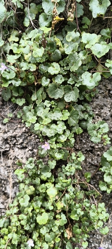 Ivy-leaved toadflax