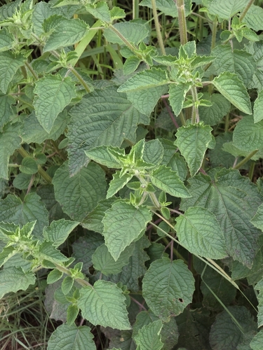 Wide Spikenard
