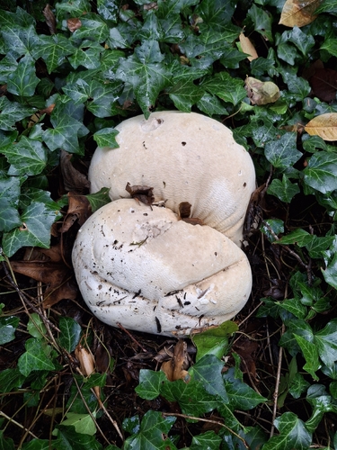 giant puffball