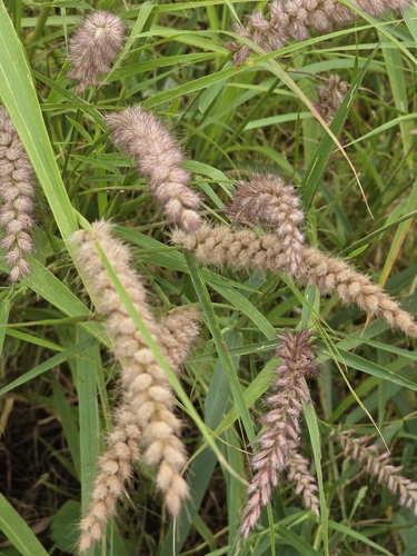 Cenchrus pedicellatus