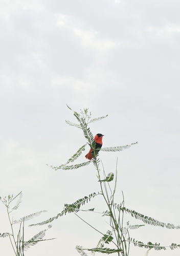 Northern Red Bishop