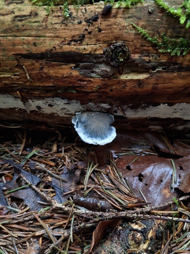 Blue Cheese Polypore
