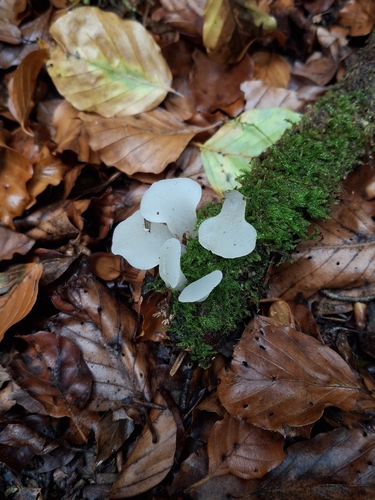 Toothed Jelly Fungus