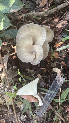 Favolus tessellatus