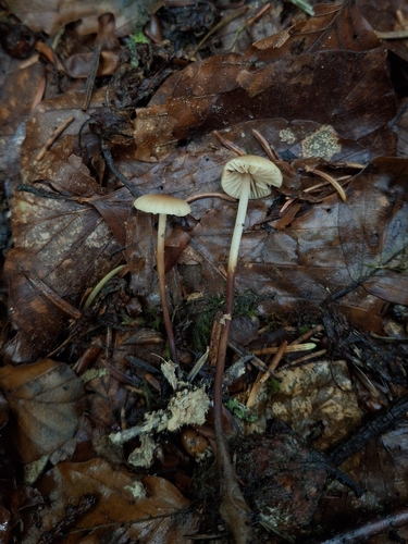 Marasmius torquescens