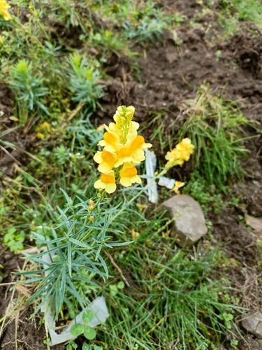 common toadflax