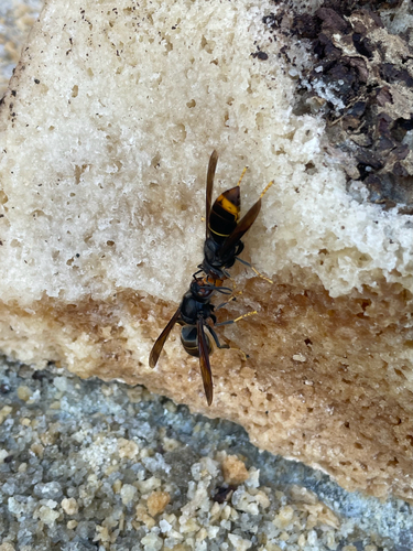 Yellow-legged Hornet