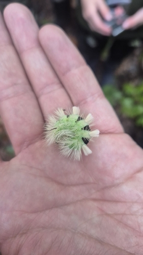 Pale Tussock Moth