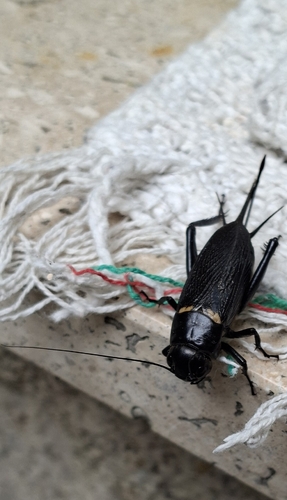 Southern Field Cricket