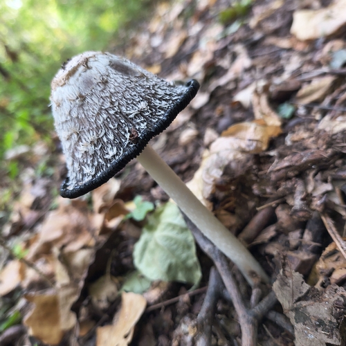 Shaggy Mane