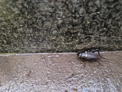 Southern Field Cricket