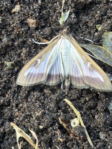 Box Tree Moth
