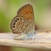Eastern Pygmy-Blue - Photo (c) Steve Collins, all rights reserved, uploaded by Steve Collins