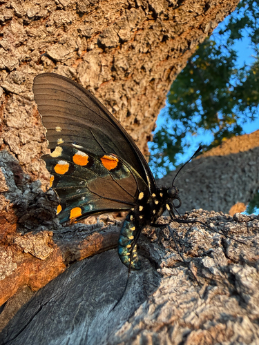 Pipevine Swallowtail