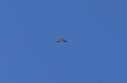 Booted Eagle