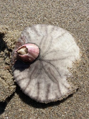 iNaturalist observation photo of Eccentric Sand Dollar