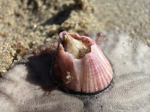 iNaturalist observation photo of Paraconcavus