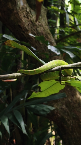 Bornean Keeled Pit Viper