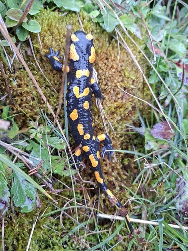 Fire Salamander
