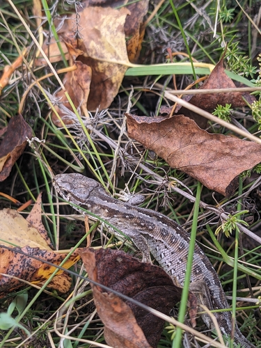 Sand Lizard