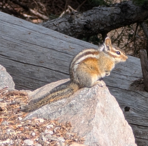 Shadow Chipmunk observed by jonathanschnurr