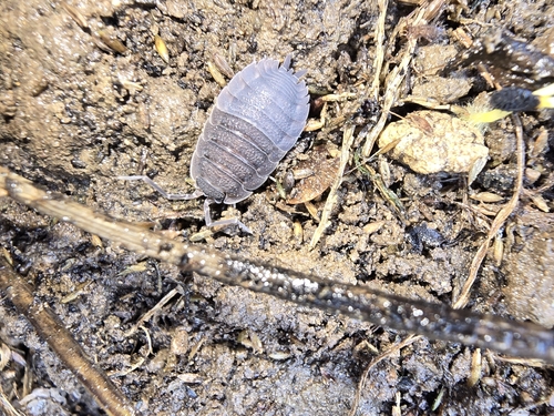 Common Rough Woodlouse