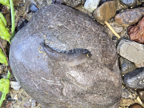 Worm Slug