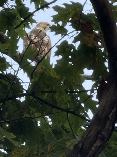 Red-tailed Hawk
