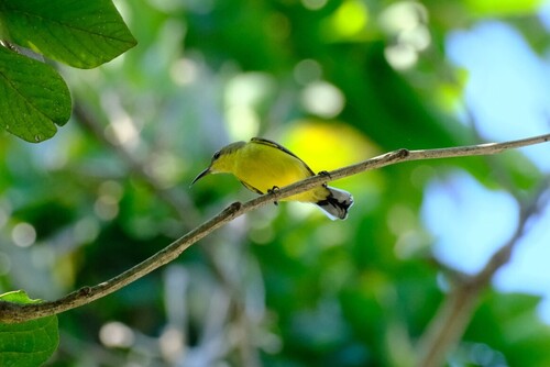 Ornate Sunbird