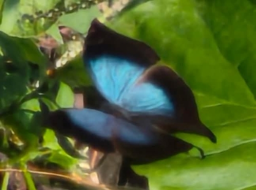 Ansorge’s Leaf Pansy