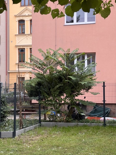 tree-of-heaven