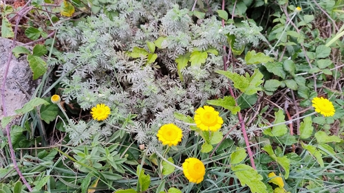 Golden marguerite