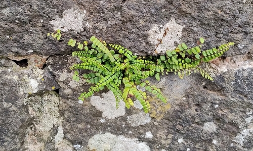 maidenhair spleenwort