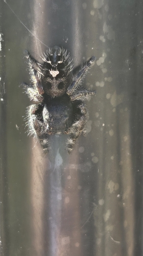 Bold Jumping Spider