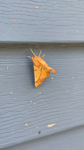 Maple Spanworm Moth