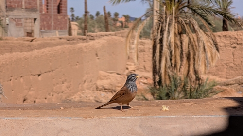 House Bunting