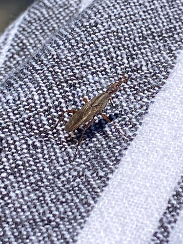 Longhorn Cactus Fly